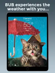 lil bub cat weather report ipad images 2