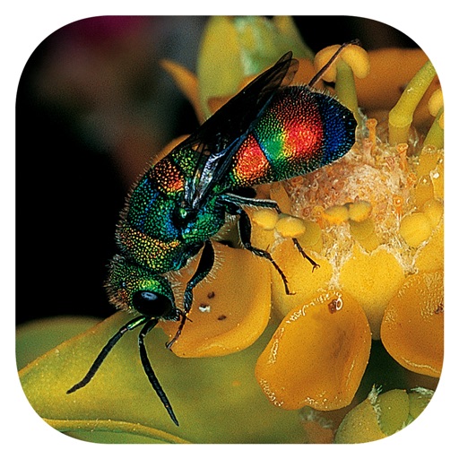 eInsects of South Africa app reviews download