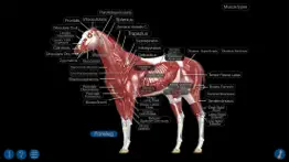 horse anatomy: equine 3d iphone images 3