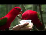 video touch - wild birds ipad resimleri 3