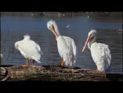 video touch - wild birds ipad resimleri 4