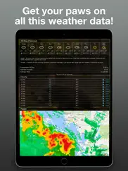 weather kitty: weather + radar ipad images 2