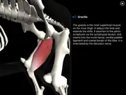 horse anatomy: equine 3d айпад изображения 4