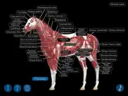 horse anatomy: equine 3d айпад изображения 2