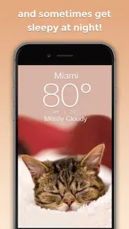 lil bub cat weather report iphone images 3