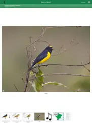 birds of brazil ipad images 2