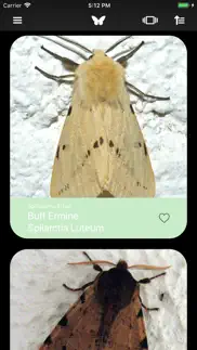 butterflies 2.0 iphone images 1