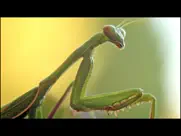 video touch - insectos ipad capturas de pantalla 4