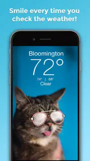 lil bub cat weather report iphone images 1