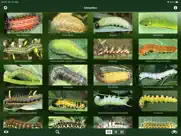 caterpillar id usa east coast iPad Captures Décran 2