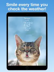 lil bub cat weather report ipad images 1
