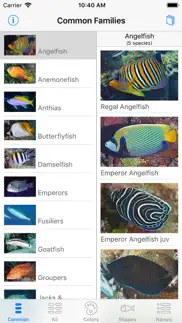 deep blue divers fish guide iPhone Captures Décran 2
