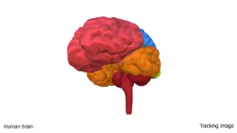 ar human brain iphone images 2