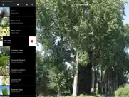 deciduous trees ipad images 3
