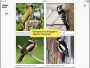 birds of britain pocket guide ipad bildschirmfoto 2