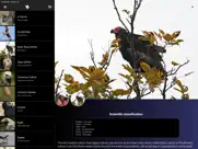 cross-birds ipad images 4