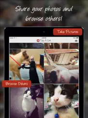 tag a cat - the cat photo app ipad images 1