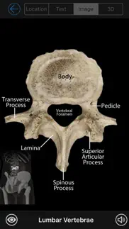 skeletal anatomy 3d iPhone Captures Décran 2
