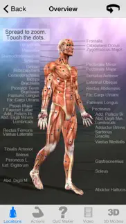 learn muscles: anatomy iphone images 2