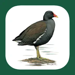 iberian peninsula bird id logo, reviews