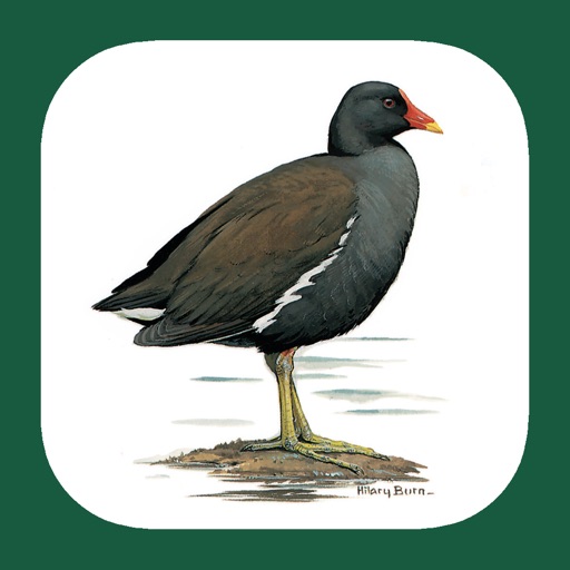 Iberian Peninsula Bird ID app reviews download