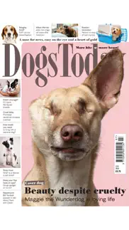 dogs today magazine iphone resimleri 4