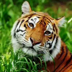 asian tiger survival simulator logo, reviews