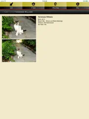 hemingway cats ipad images 4
