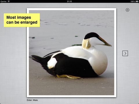 pocket bird guide, netherlands ipad images 4