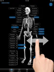 skeletal anatomy 3d iPad Captures Décran 1