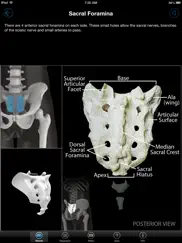 skeletal anatomy 3d iPad Captures Décran 3