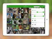 chiens 2 pro iPad Captures Décran 2