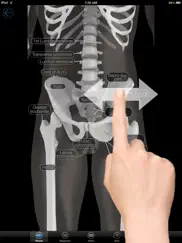 skeletal anatomy 3d ipad resimleri 4