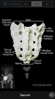 skeletal anatomy 3d iPhone Captures Décran 3