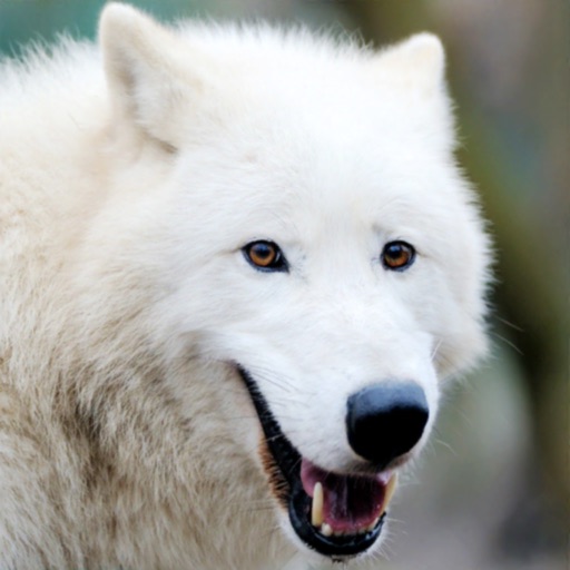 Arctic Wolf Survival Simulator app reviews download