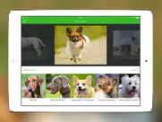 perros 2 pro ipad capturas de pantalla 1