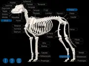 dog anatomy: canine 3d ipad resimleri 2
