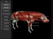 3d pig anatomy ipad bildschirmfoto 2