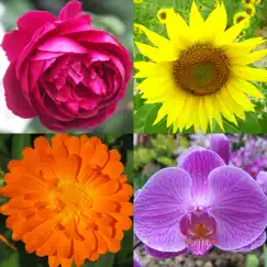 Çiçekler: bitkileri tanımlayın inceleme, yorumları