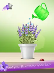 lucky lavender ipad images 4