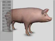 3d pig anatomy ipad bildschirmfoto 1