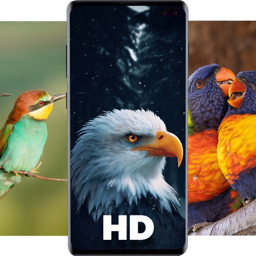 Birds Wallpapers HD app reviews download