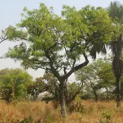 east african tree planner logo, reviews