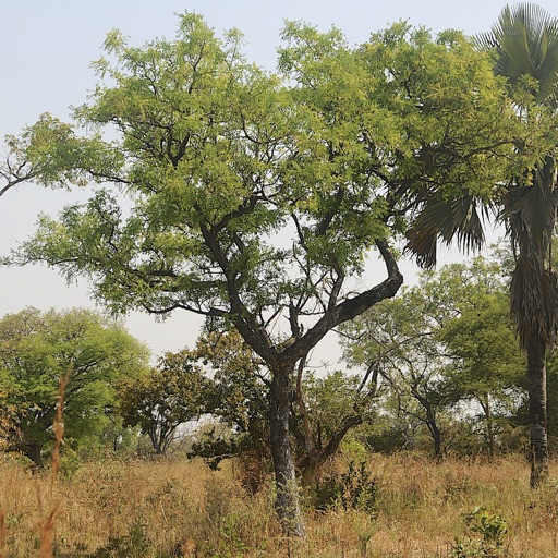 East African Tree Planner app reviews download