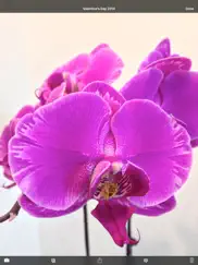 orchid album ipad images 3