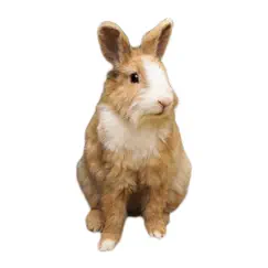 rabbit photo sticker logo, reviews