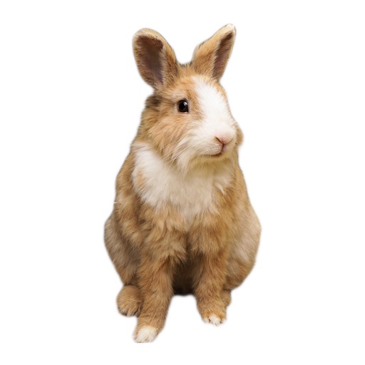 Rabbit photo sticker app reviews download