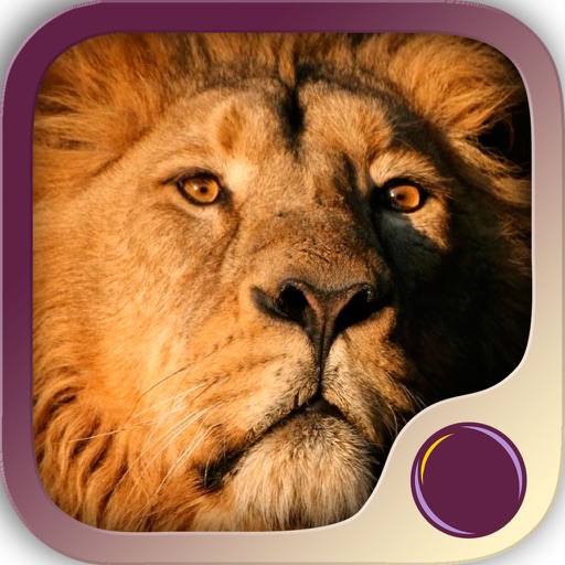 Spirit Animal Power app reviews download