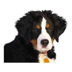 dog photo sticker logo, reviews