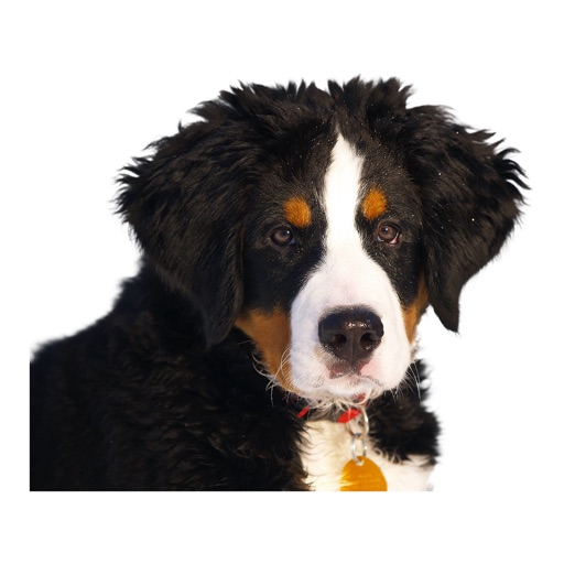 Dog photo sticker app reviews download